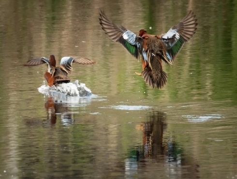 Cinnamon Teal